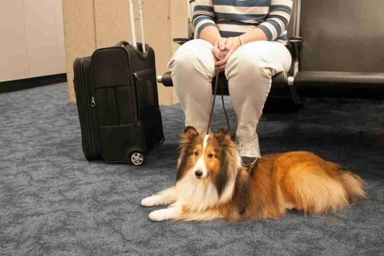 Airlines That Allow Large Dogs In The Cabin: Is It Possible?