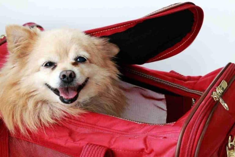 What Happens If Your Dog Barks On A Plane?