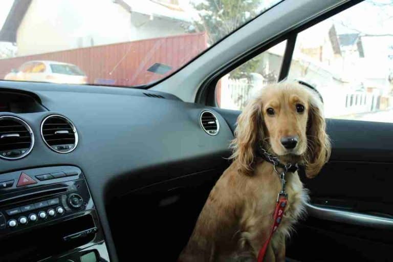 Are Dogs Allowed To Travel In The Footwell Of A Car?