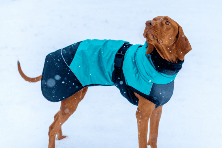 7 Warm Waterproof Dog Coats With Underbelly Protection