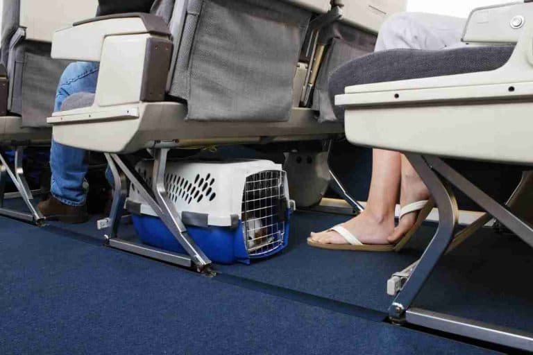 10 Dog Breeds That Fit Under Airplane Seat