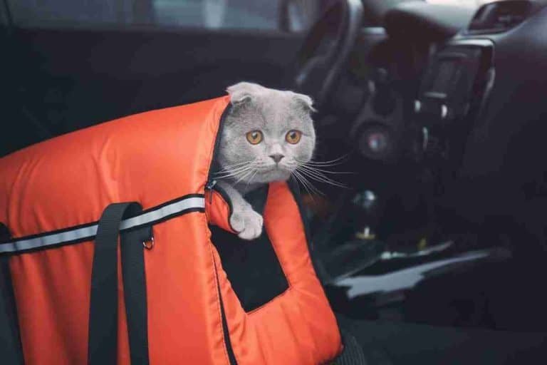 How To Secure A Cat Carrier In Car? 5 Easy Steps