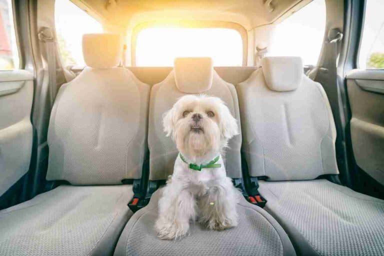 6 Ways To Transport A Puppy In A Car Without A Crate?