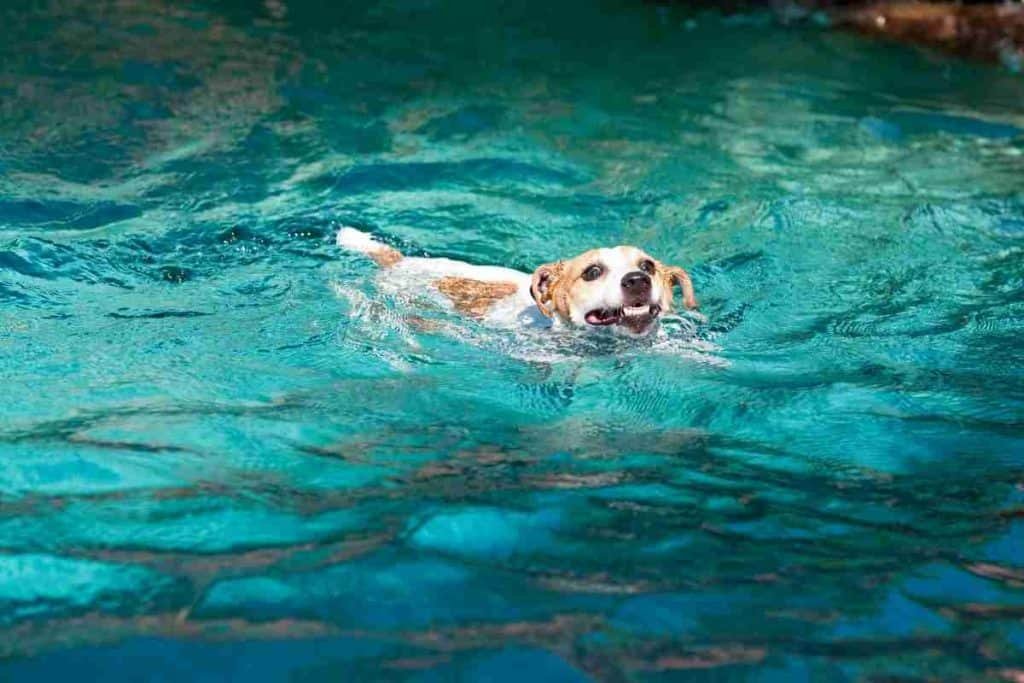 jack russell swimming