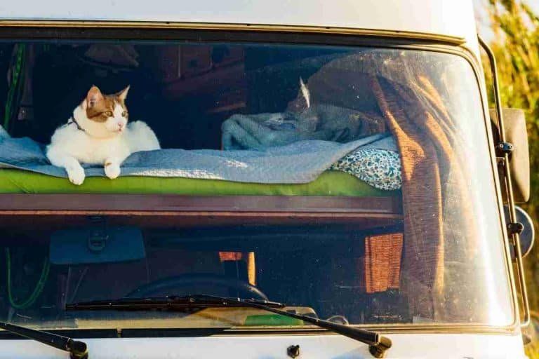 15 Tips For Traveling With Cats In An RV