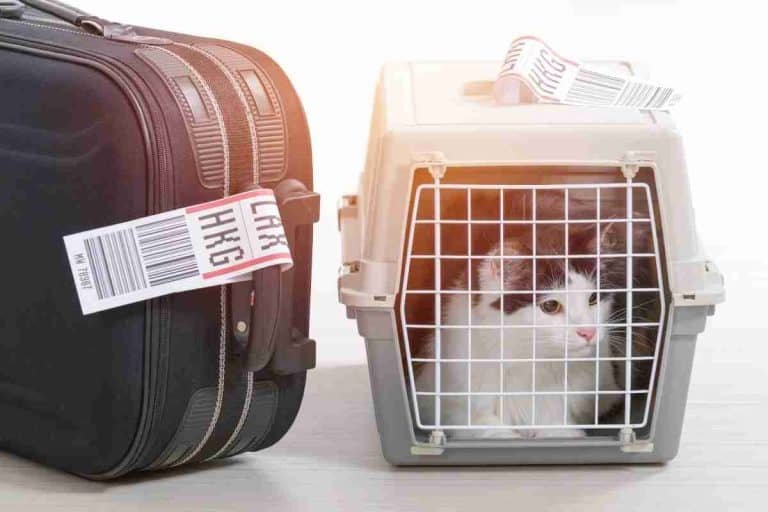 8 Tips To Stop A Loud Cat On A Plane