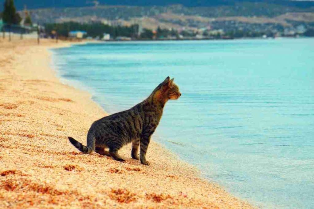 cat on the beach