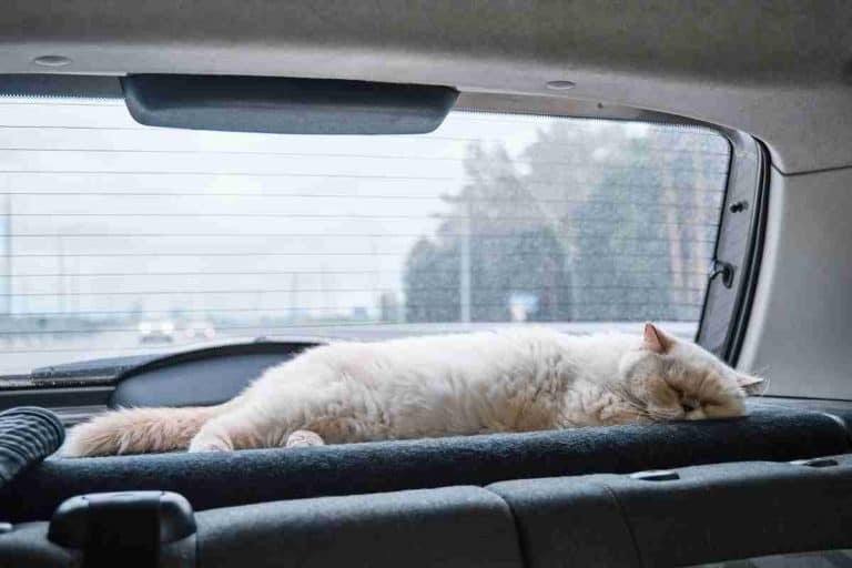 10 Ways To Calm Down A Cat In The Car