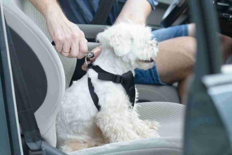 7 Methods To Secure A Dog In A Car With A Leash
