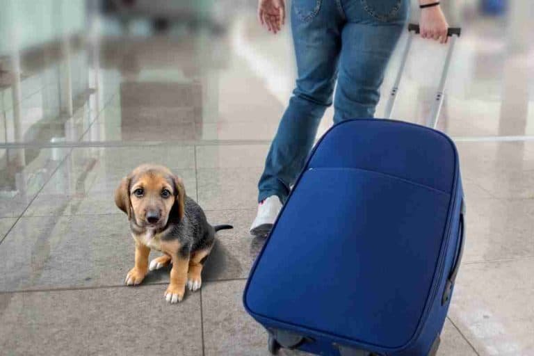 8 Simple Tips To Stop A Dog Whining On A Plane