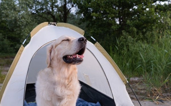 Dog camping