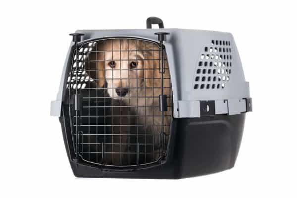 dog inside a carrier