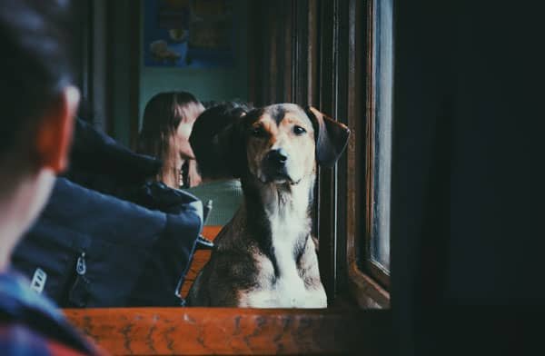 dog sitting on a train