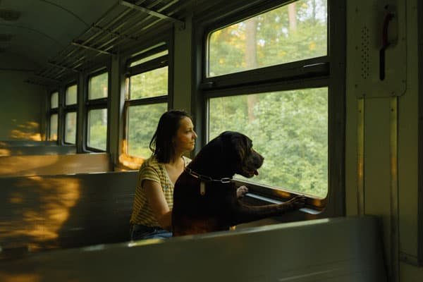 pet dog traveling on a train