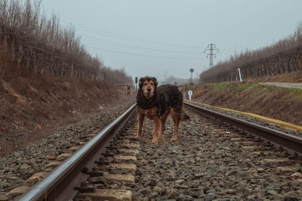 dog by a train